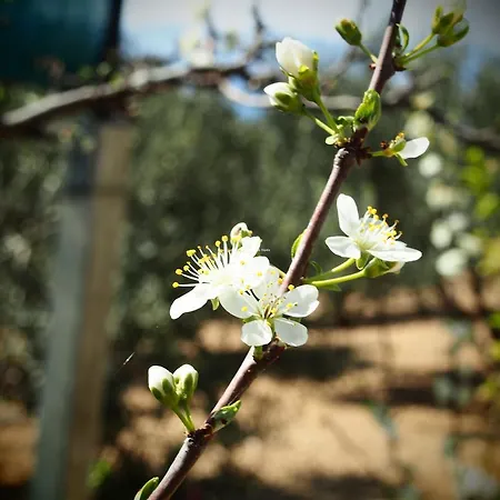 Stipeta Podstrana