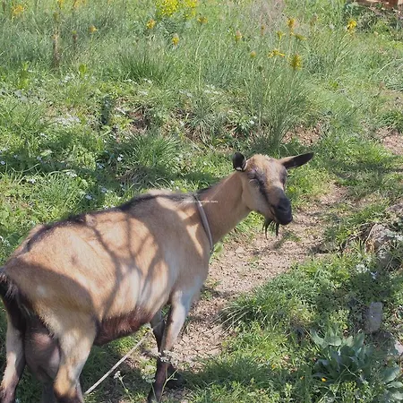 Stipeta
